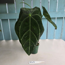 Load image into Gallery viewer, #R491 Large, Flowering Anthurium Forgetii x