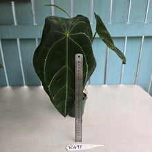 Load image into Gallery viewer, #R491 Large, Flowering Anthurium Forgetii x