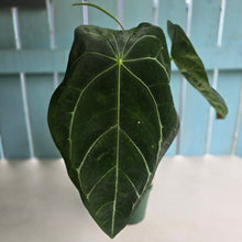 Load image into Gallery viewer, #R491 Large, Flowering Anthurium Forgetii x