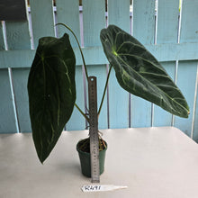 Load image into Gallery viewer, #R491 Large, Flowering Anthurium Forgetii x