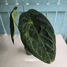 Load image into Gallery viewer, #R491 Large, Flowering Anthurium Forgetii x