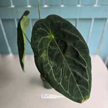 Load image into Gallery viewer, #R491 Large, Flowering Anthurium Forgetii x