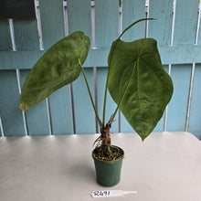 Load image into Gallery viewer, #R491 Large, Flowering Anthurium Forgetii x