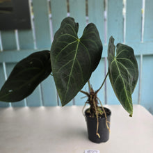 Load image into Gallery viewer, #R27 Large Anthurium Magnificum x Black Panther