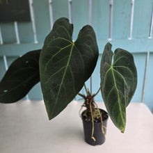 Load image into Gallery viewer, #R27 Large Anthurium Magnificum x Black Panther