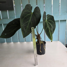Load image into Gallery viewer, #R27 Large Anthurium Magnificum x Black Panther