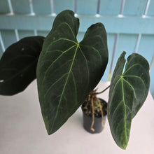 Load image into Gallery viewer, #R27 Large Anthurium Magnificum x Black Panther