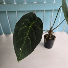 Load image into Gallery viewer, #R27 Large Anthurium Magnificum x Black Panther