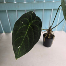 Load image into Gallery viewer, #R27 Large Anthurium Magnificum x Black Panther