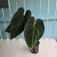 Load image into Gallery viewer, #R27 Large Anthurium Magnificum x Black Panther