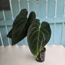 Load image into Gallery viewer, #R27 Large Anthurium Magnificum x Black Panther