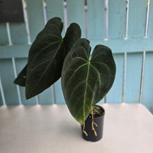 Load image into Gallery viewer, #R27 Large Anthurium Magnificum x Black Panther