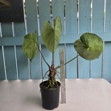 Load image into Gallery viewer, #R27 Large Anthurium Magnificum x Black Panther