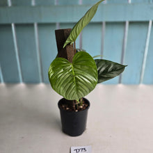 Load image into Gallery viewer, #D73 Two x Headed Philodendron Sodiroi