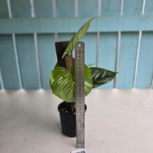 Load image into Gallery viewer, #D73 Two x Headed Philodendron Sodiroi