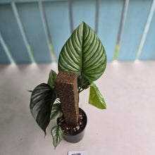 Load image into Gallery viewer, #D73 Two x Headed Philodendron Sodiroi