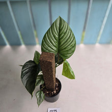 Load image into Gallery viewer, #D73 Two x Headed Philodendron Sodiroi