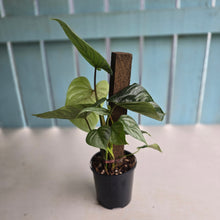 Load image into Gallery viewer, #D73 Two x Headed Philodendron Sodiroi