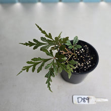 Load image into Gallery viewer, #D89 Begonia Polilloensis