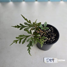 Load image into Gallery viewer, #D89 Begonia Polilloensis