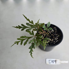 Load image into Gallery viewer, #D89 Begonia Polilloensis