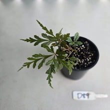 Load image into Gallery viewer, #D89 Begonia Polilloensis