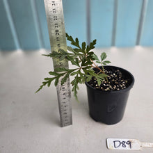 Load image into Gallery viewer, #D89 Begonia Polilloensis