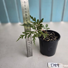 Load image into Gallery viewer, #D89 Begonia Polilloensis