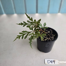 Load image into Gallery viewer, #D89 Begonia Polilloensis