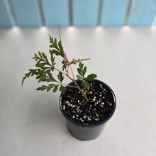 Load image into Gallery viewer, #D89 Begonia Polilloensis