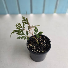 Load image into Gallery viewer, #D89 Begonia Polilloensis