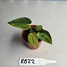 Load image into Gallery viewer, #RB22 Variegated Anthurium Forgetii x