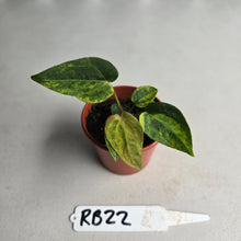 Load image into Gallery viewer, #RB22 Variegated Anthurium Forgetii x