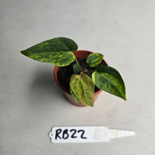 Load image into Gallery viewer, #RB22 Variegated Anthurium Forgetii x