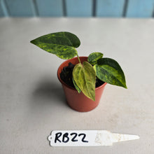 Load image into Gallery viewer, #RB22 Variegated Anthurium Forgetii x