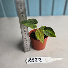 Load image into Gallery viewer, #RB22 Variegated Anthurium Forgetii x