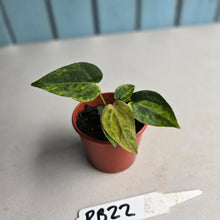 Load image into Gallery viewer, #RB22 Variegated Anthurium Forgetii x