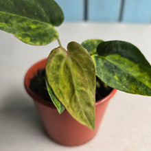 Load image into Gallery viewer, #RB22 Variegated Anthurium Forgetii x