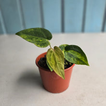 Load image into Gallery viewer, #RB22 Variegated Anthurium Forgetii x