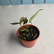 Load image into Gallery viewer, #RB22 Variegated Anthurium Forgetii x