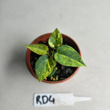 Load image into Gallery viewer, #RD4 Variegated Anthurium Forgetii x