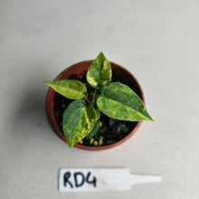 Load image into Gallery viewer, #RD4 Variegated Anthurium Forgetii x