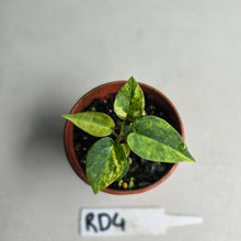 Load image into Gallery viewer, #RD4 Variegated Anthurium Forgetii x