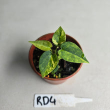 Load image into Gallery viewer, #RD4 Variegated Anthurium Forgetii x