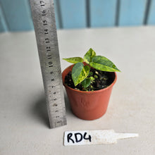 Load image into Gallery viewer, #RD4 Variegated Anthurium Forgetii x