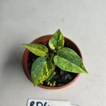 Load image into Gallery viewer, #RD4 Variegated Anthurium Forgetii x