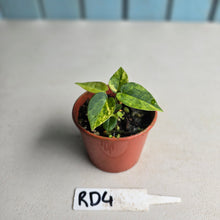 Load image into Gallery viewer, #RD4 Variegated Anthurium Forgetii x