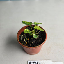 Load image into Gallery viewer, #RD4 Variegated Anthurium Forgetii x