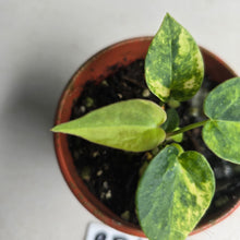 Load image into Gallery viewer, #RD4 Variegated Anthurium Forgetii x