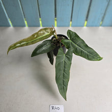 Load image into Gallery viewer, #R40 Philodendron Maximum